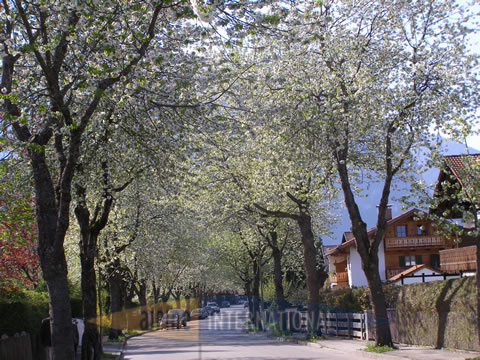 Baumblüte in der Fritz Müller Strasse